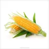 Maize (Corn)