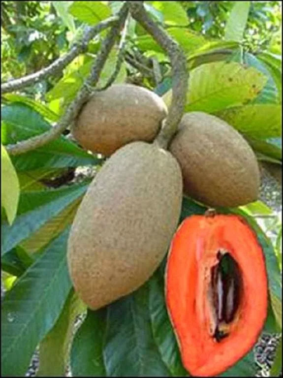 Mamey Sapote Buy Sapote Mamey Benih Product On Alibaba Com