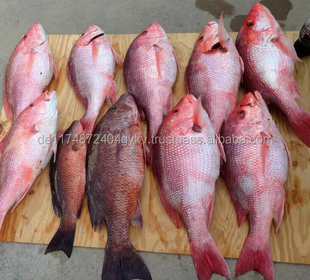 Congelati Cavallo Sgombro Pesce Salmone Pesce Red Snapper Pesce Buy Congelati Giallo Coda Di Cavallo Sgombro Pesce Red Snapper Pesce Indiano Salmone Pesce Product On Alibaba Com