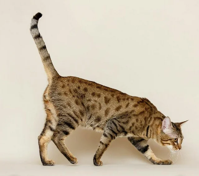 jual serval cat