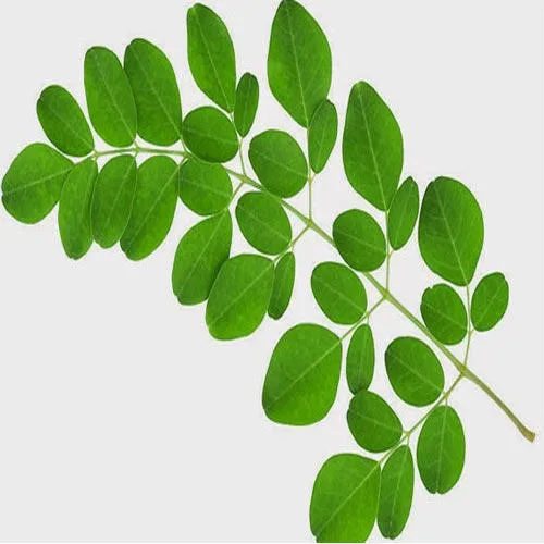 Moringa Oleifera Leaves - Buy Moringa Oleifera Leaves,Moringa Oleifera ...