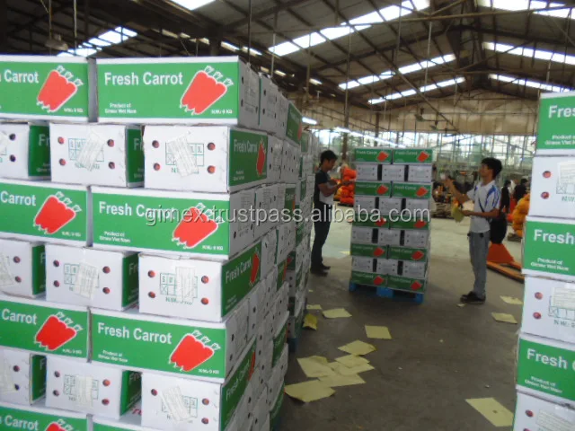 
Fresh Carrot SIZE S,M,L,2L,3L / Whatsapp +84963818434 