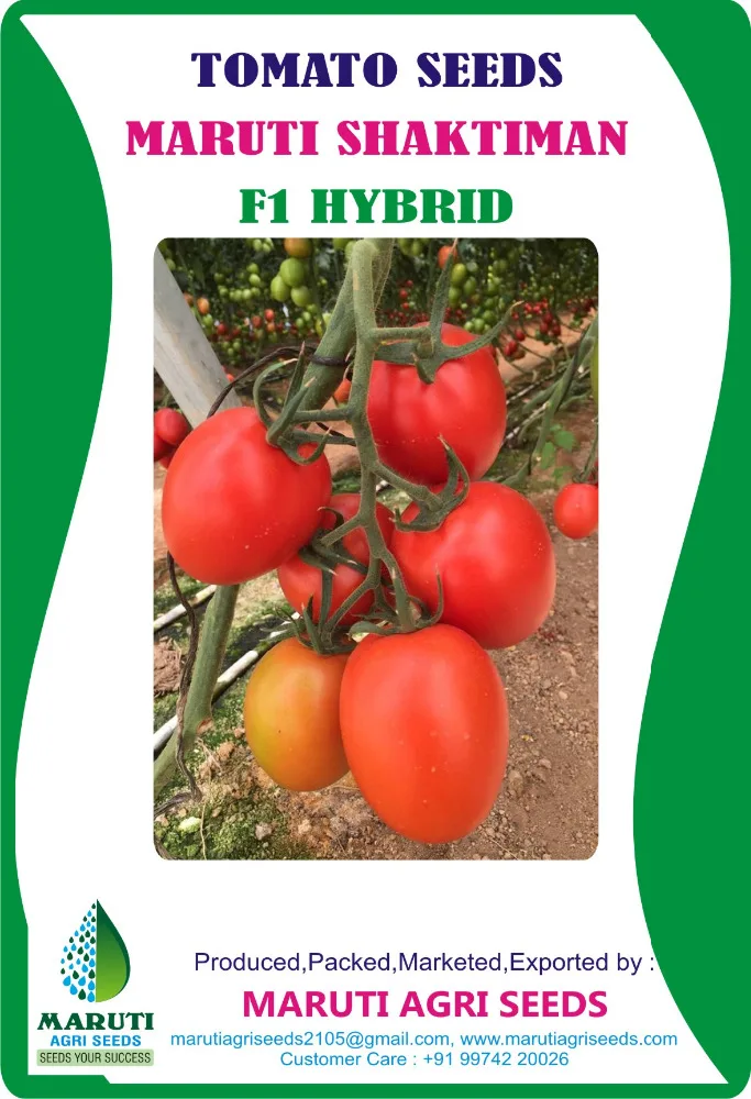 Exporter Of Indian Tomato Seeds For High Yield Buy Exporter Of Indian