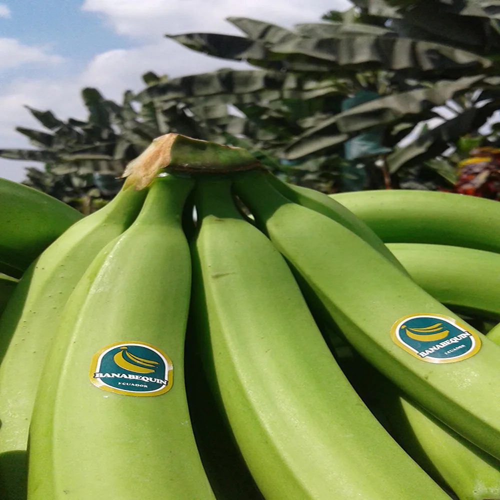 
BANANAS FRESH PREMIUM 