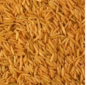 paddy rice