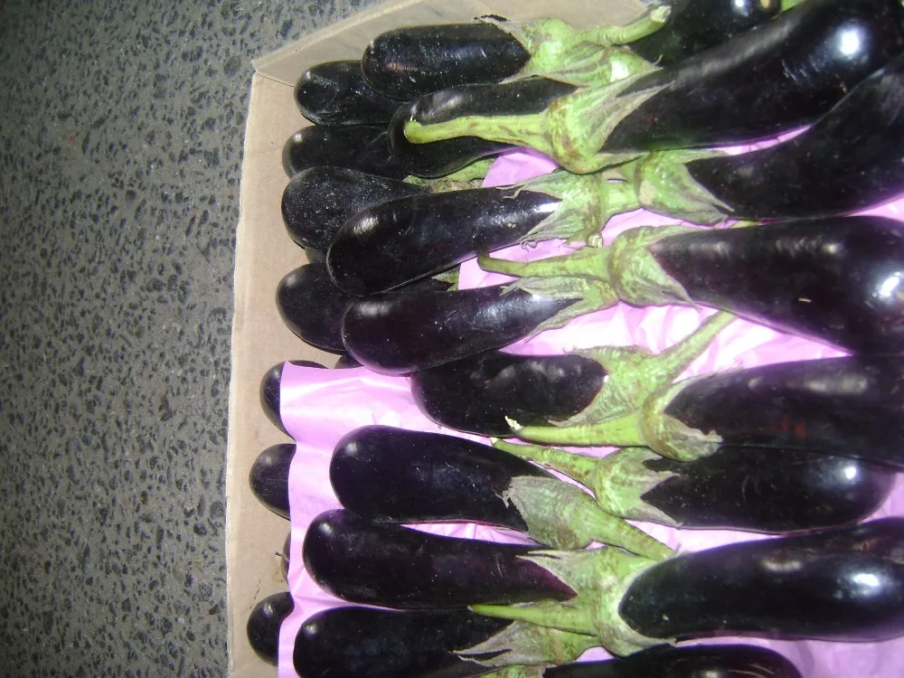 
egyption eggplant 
