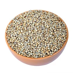 pearl millet   indian pearl millet