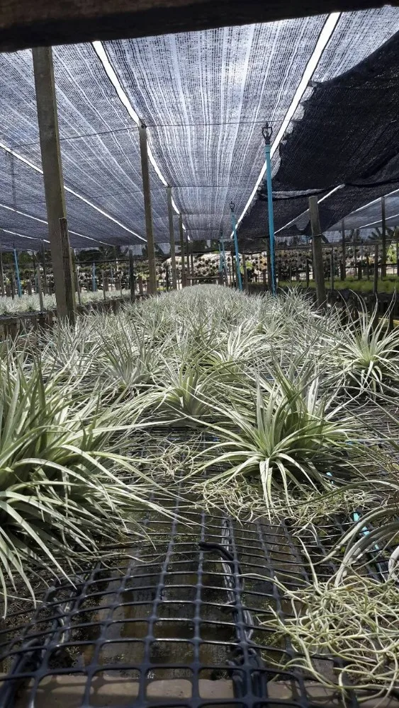 
Best Seller Tillandsia Cotton Candy Houston Air Plant Thailand 