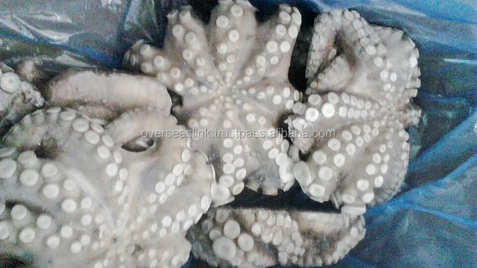 
Hot Selling High Quality frozen iqf octopus flower from Morocco 