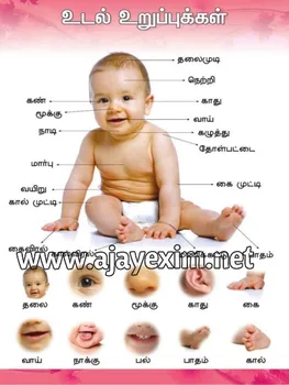 Parts Of The Body In Tamil Educational Poster - Buy Organs In The Human