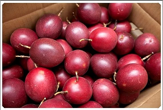 fresh passion fruit/ frozen passion fruit for korea market (ms.