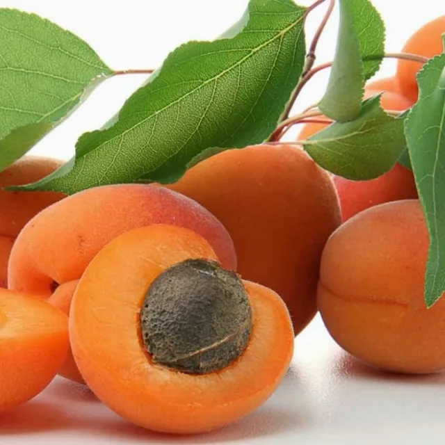 prunus armeniaca exporter