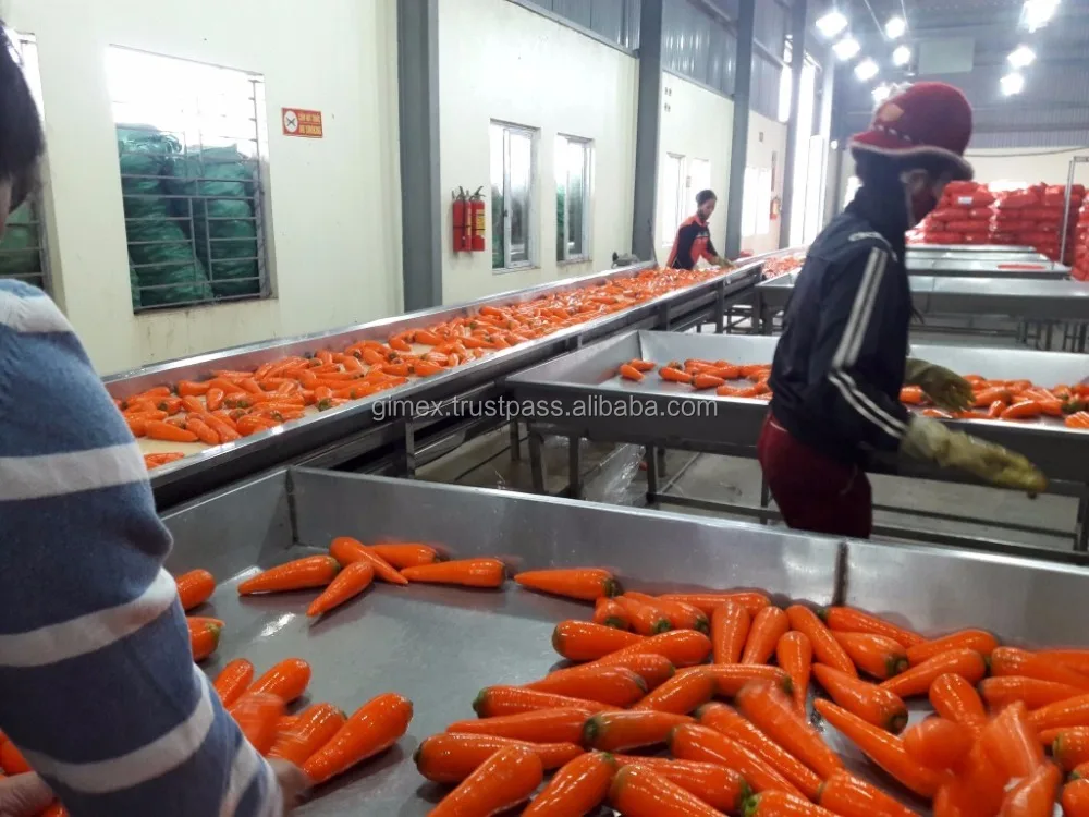 
Fresh Carrot SIZE S,M,L,2L,3L / Whatsapp +84963818434 