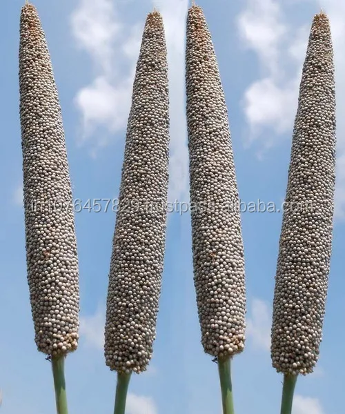 maruti bajara seeds.jpg