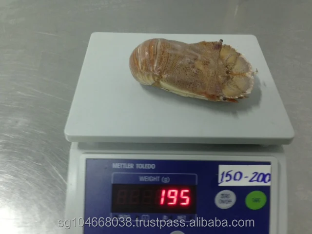 
Frozen Slipper Lobster Whole 