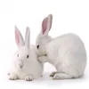 rabbit processing slaughtering equipment Farm Machinery rabbit meat processing