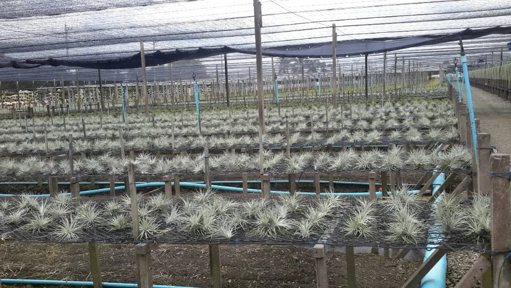 
Best Seller Tillandsia Cotton Candy Houston Air Plant Thailand 