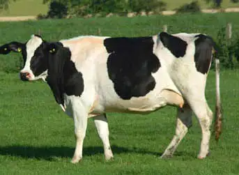 Resultado de imagen para holstein