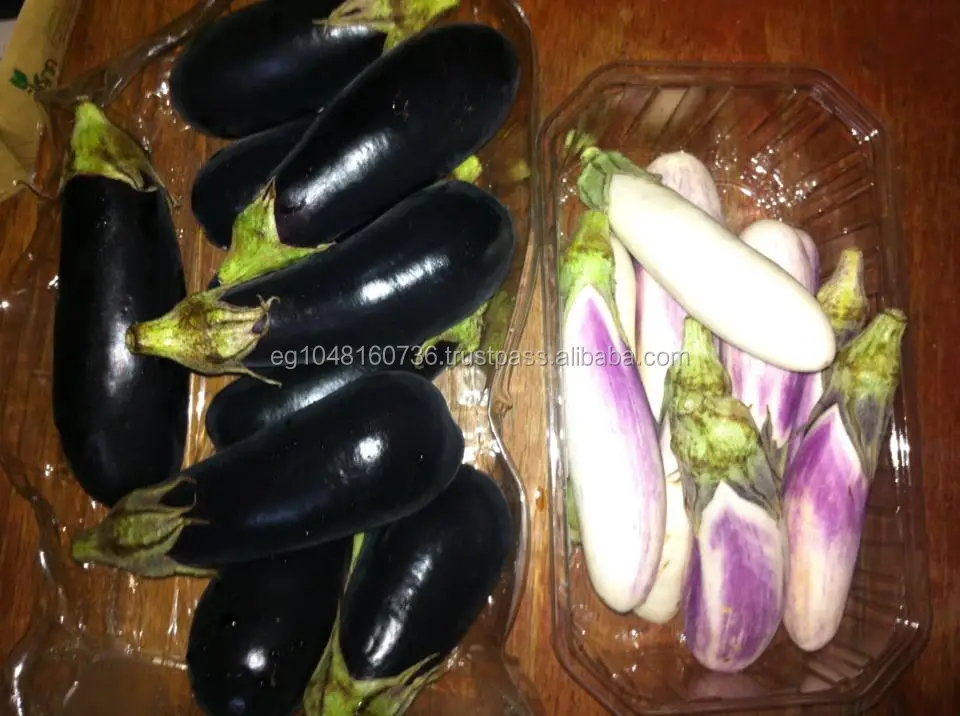 
premium quality fresh Eggplant for export, Aubergine from Egypt , Fresh vegetables 