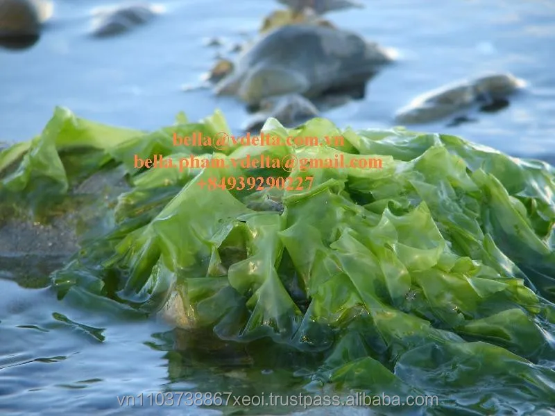 seaweed for human consumption