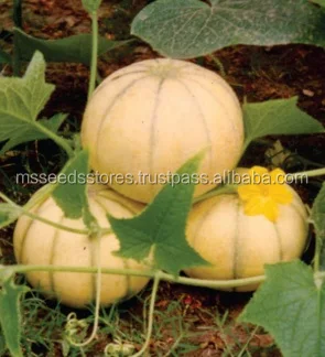 
MUSK Melon Seeds 