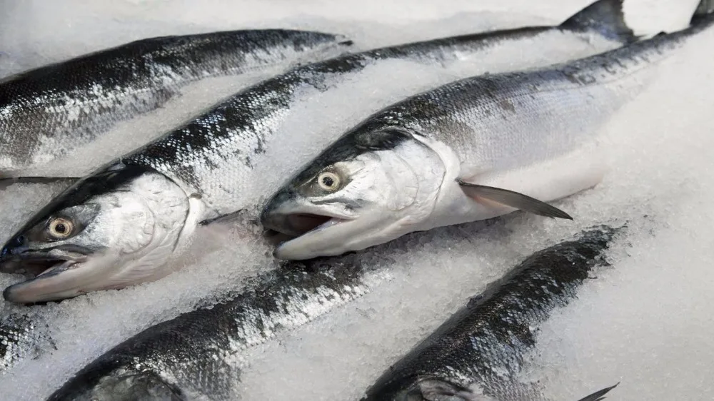 Image result for norwegian salmon