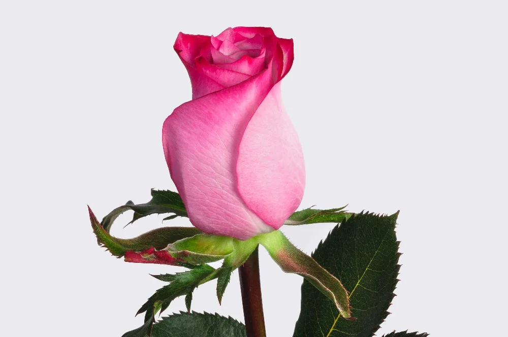 deep purple rose