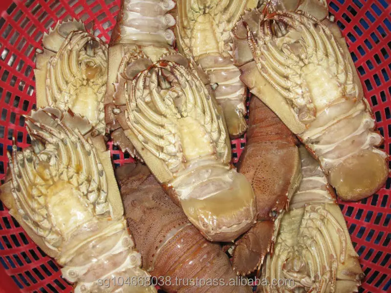 
Frozen Slipper Lobster Whole 