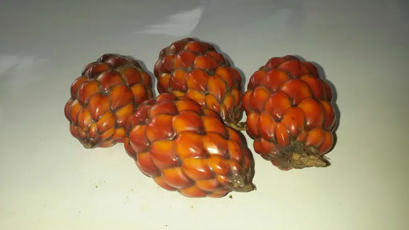 1407919574017_us-fileserver-upload-02_163586