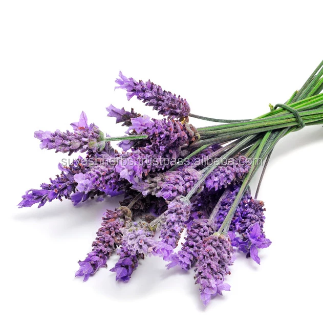 What Is Lavender Flower Called In Hindi Best Flower