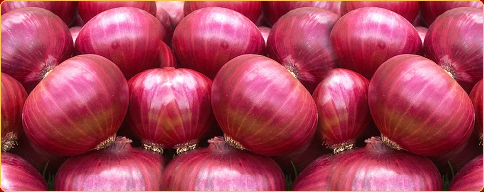 Red onion 50mm Size Red Onion 50mm Size Red Onion Suppliers and Manufacturers