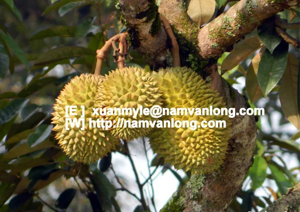 
TOP QUALITY MONTHONG DURIAN FRUIT WITH BEST PRICE AND HIGH QUALITY 