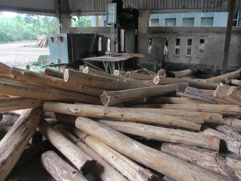 Vietnam Acacia Wood Logs Buy Wood Log,Acacia Mangium Logs,Acacia Log