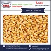 Latest Technology Processed Milling Wheat at Bulk Price