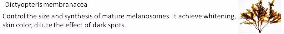 Control the size and synthesis of mature melanosomes. It achieve whitening, purify skin color, dilute the effect of dark spots Dictyopteris membranacea.jpg