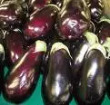 
egyption eggplant 