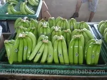 
Fresh Bananas Premium 