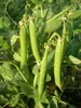 BEANS FOR SOWING FOR Afghanistan