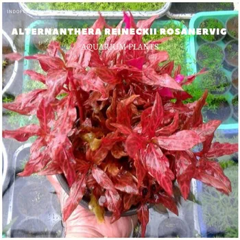 Alternanthera Reineckii Rosanervig (live Aquarium Plants