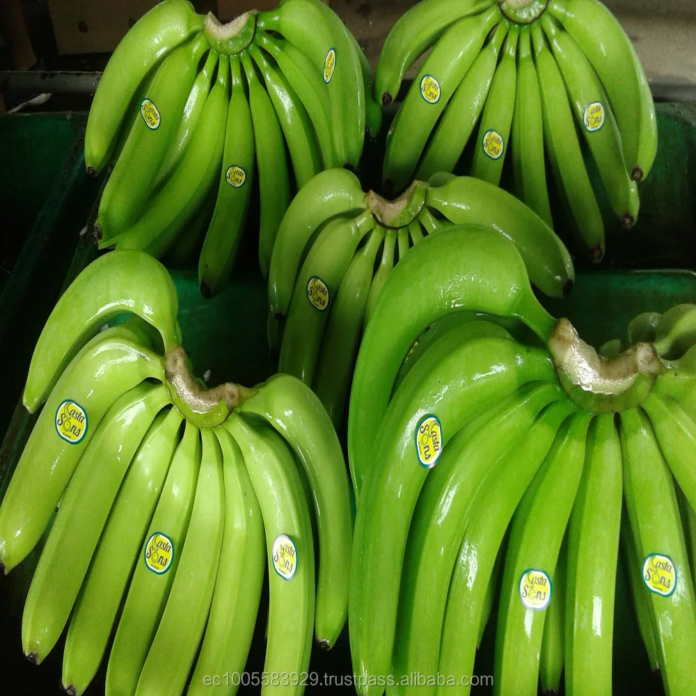 
PREMIUM FRESH BANANAS 