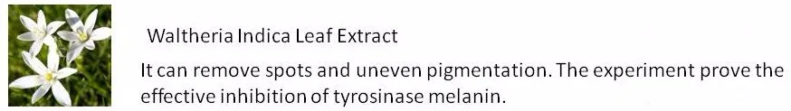 Waltheria Indica Leaf Extract It can remove spots and uneven pigmentation. The experiment prove the effective inhibition of tyrosinase melanin..jpg