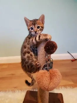 african serval kitten