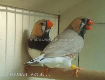Zebra Finch Canary Putih Gouldian Finch Buy Live Canary Burung