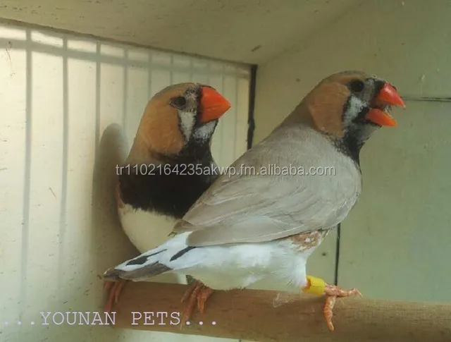 Zebra Finch Canary Putih Gouldian Finch Buy Live Canary Burung