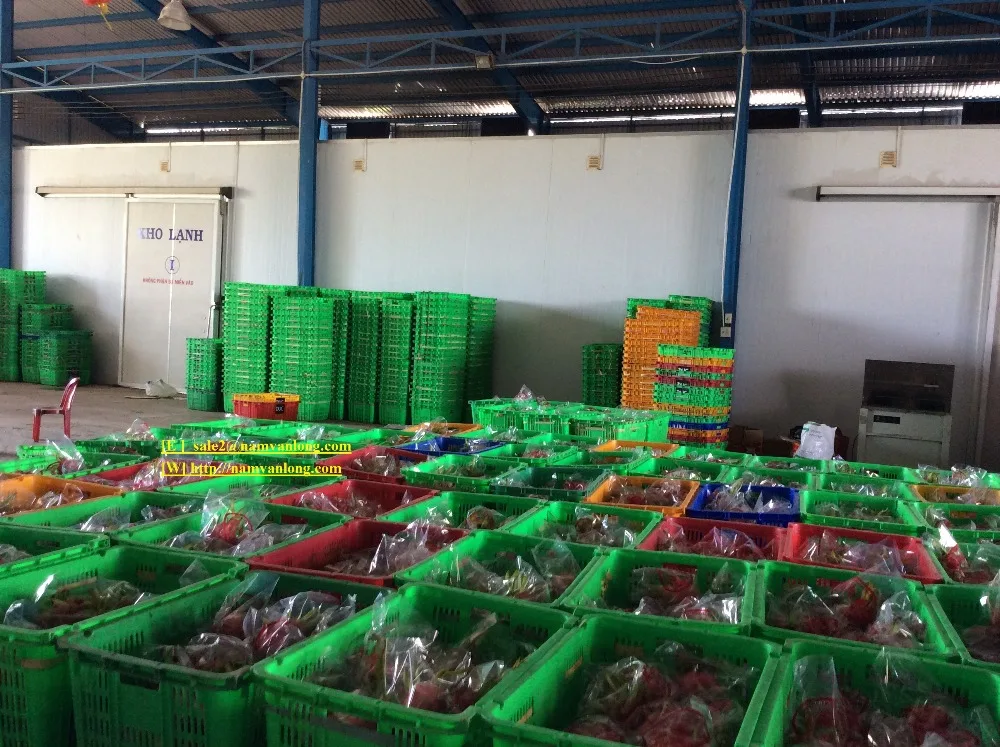 dragon fruit stock1.jpg