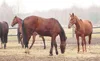 Multistrain Probiotic for Horses