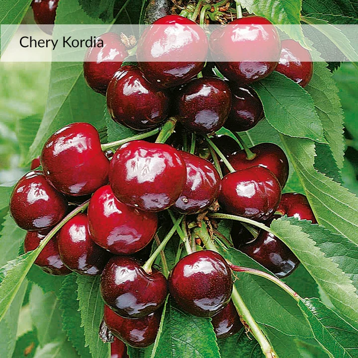 austria fresh cherries