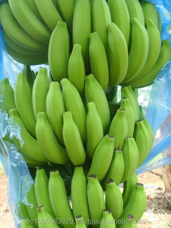 
Fresh Bananas Premium 