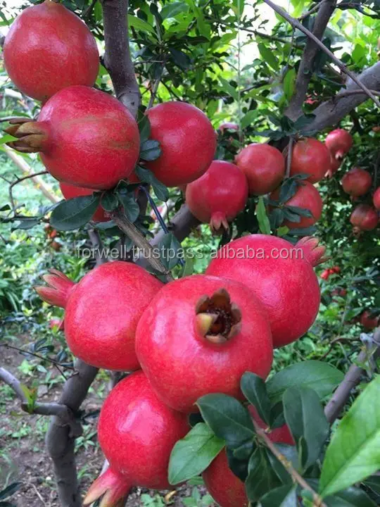 
Fresh Red/Sweet pomegranate/ pomegranate wonderful /fresh fruit of pomogranate HOT SALES 