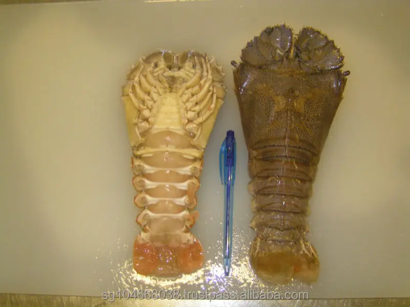 
Frozen Slipper Lobster Whole 